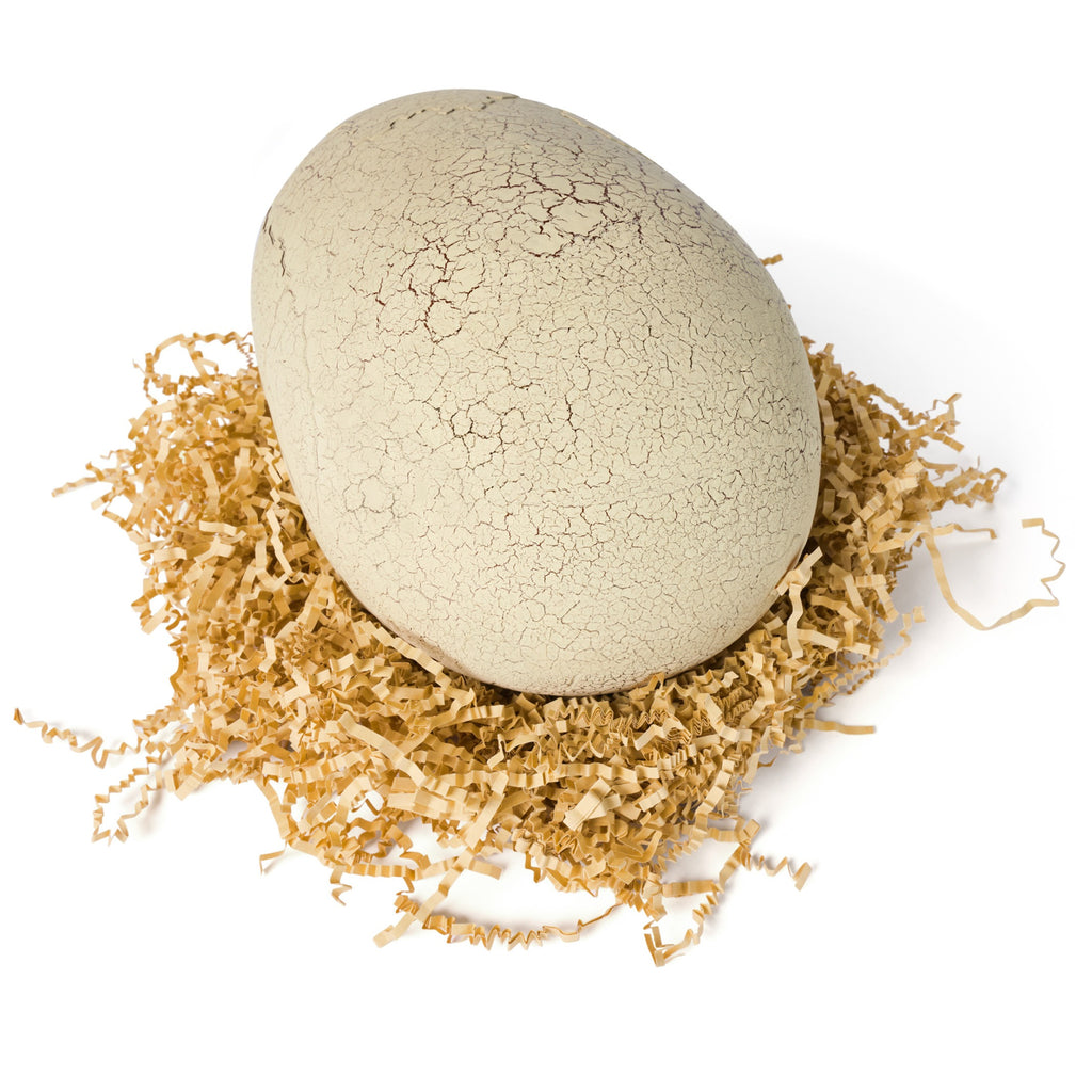 Hatchable dinosaur eggs